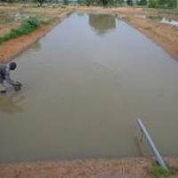 Empoissonnement complémentaire d’un étang avec des alevins de Clarias gariepinus