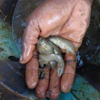 Alevins de Tilapia nilotica (Oreochromis niloticus) de 3 gr