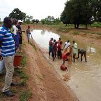 Pêche de contrôle d’un étang de 5 ares exploité en polyculture triple à Sikasso