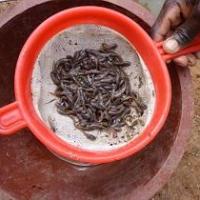 Production d’alevins de Silures pendant la formation des agents pêche et des pisciculteurs