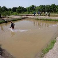 Pêche de contrôle dans un étang de production d’alevins de Tilapias nilotica à Mandela